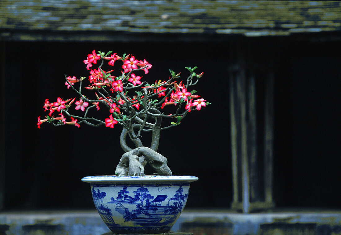 Bonsai im Royal Palace, Hue, Vietnam, Indochina