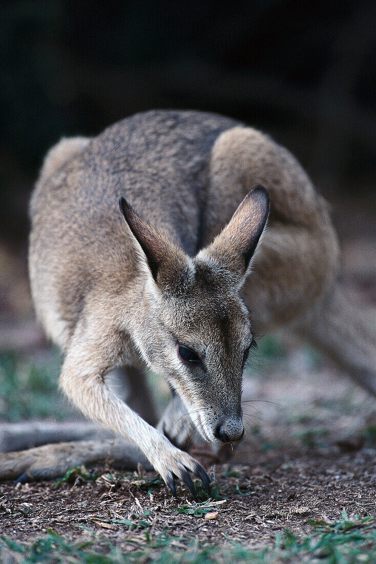 Eastern Grey Kangaroo, Macropus giganteus, Warumbungle NP, Australia
