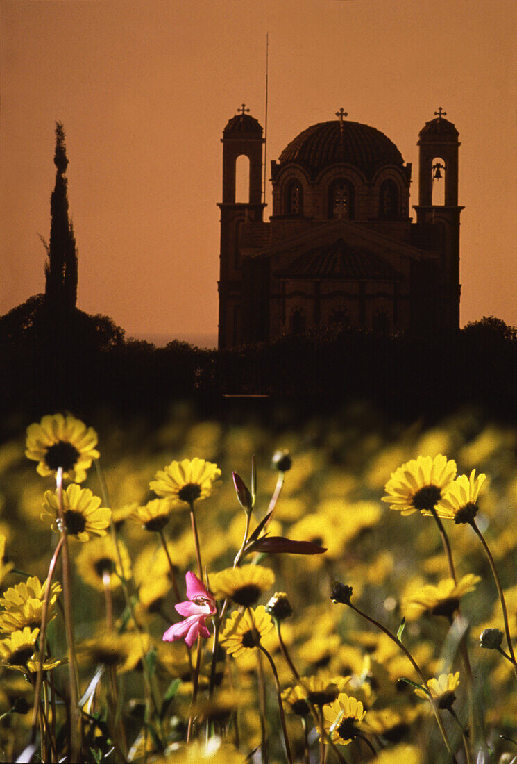 Blumenwiese vor der Ayios Georgios Kapelle bei Sonnenuntergang, Paphos, Zypern, Europa