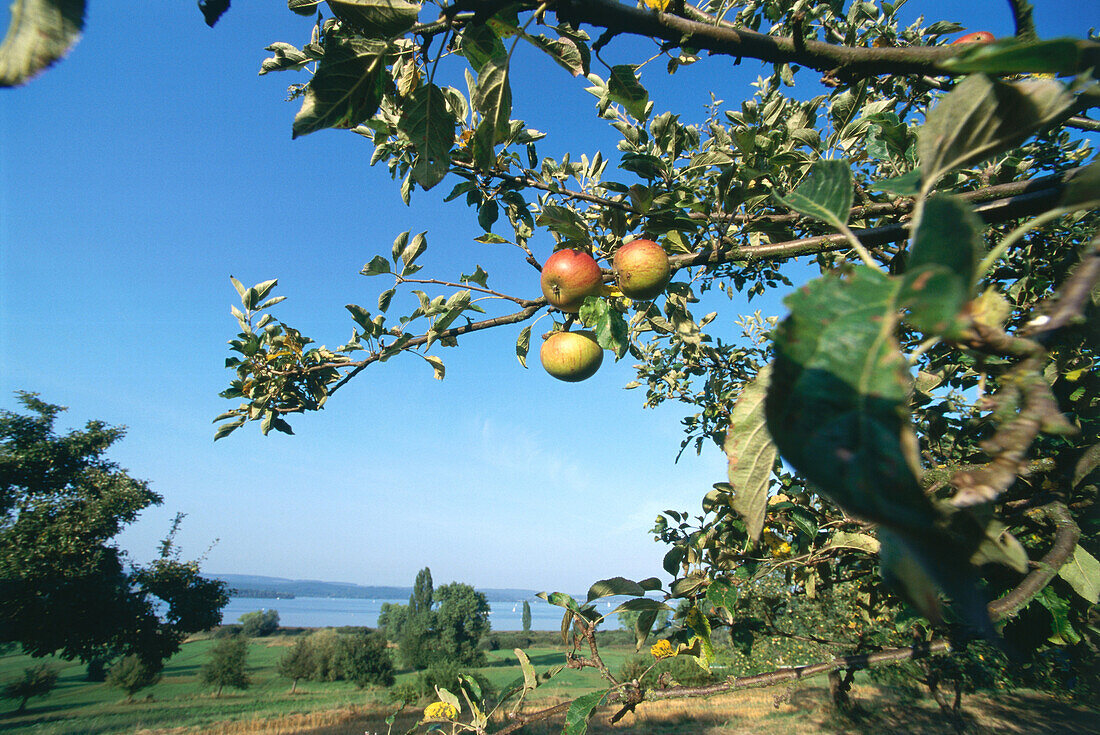 Apple Tree, Peninsula Hoeri, Lake of Constance, Germany