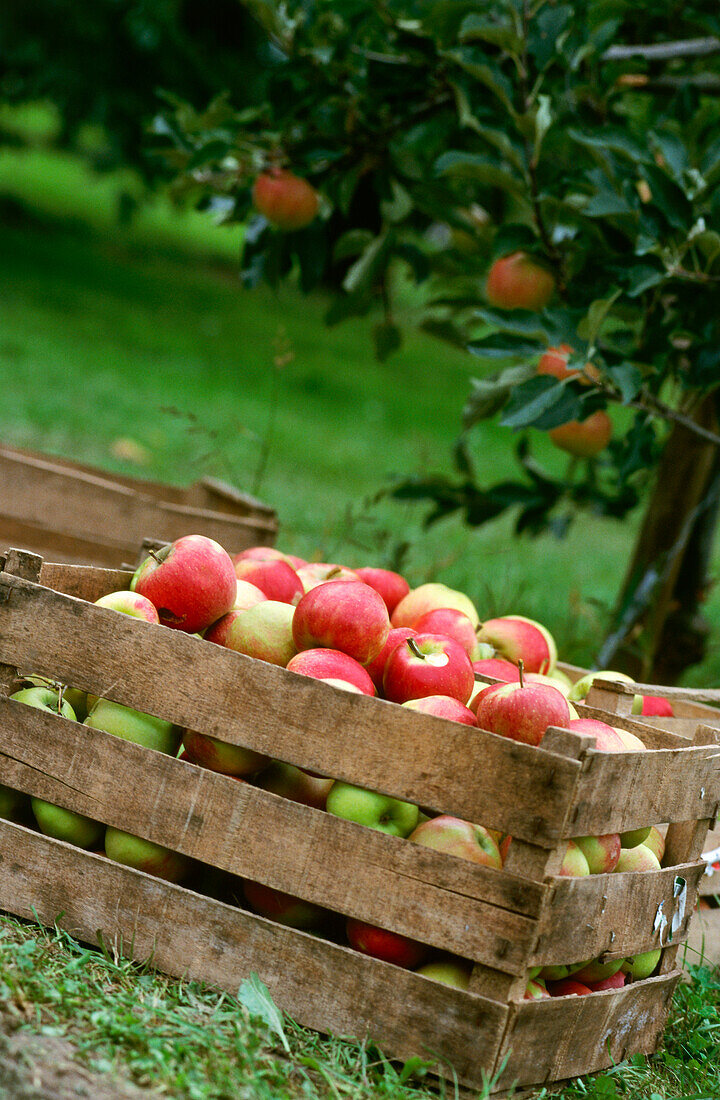Apple-growing, Baden-Wuerttemberg, Germany