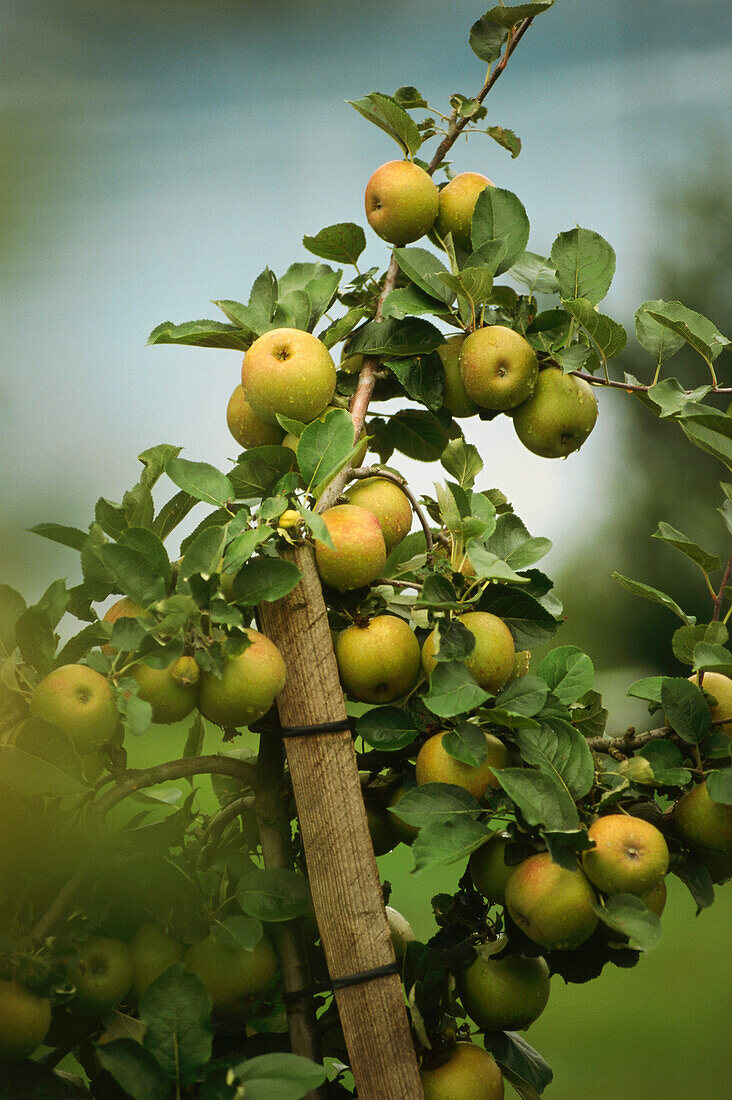 Apple-growing, Baden-Wuerttemberg, Germany