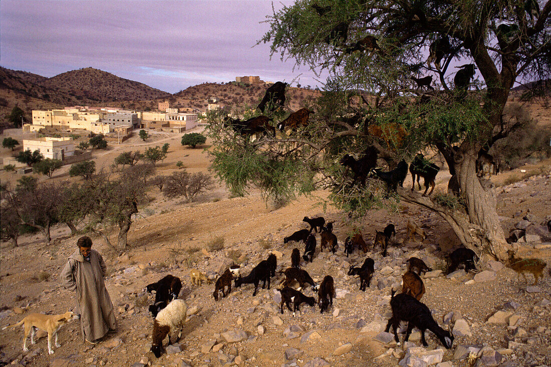 Goats feeding in argania tree, Anti-Atlas Mountains, Morocco North Africa