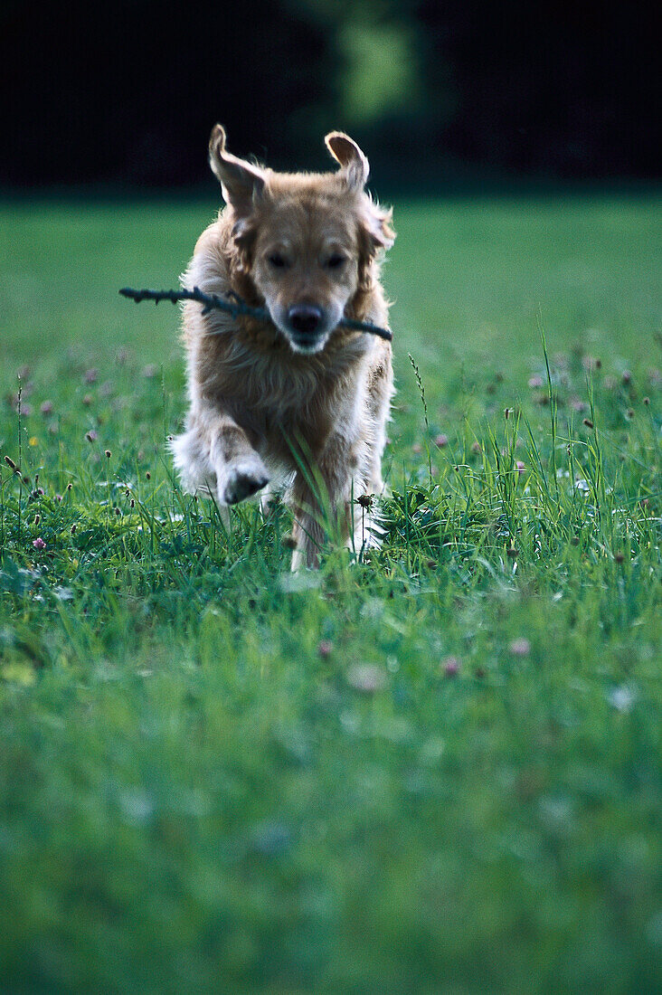 Dog brings stick back, Animals