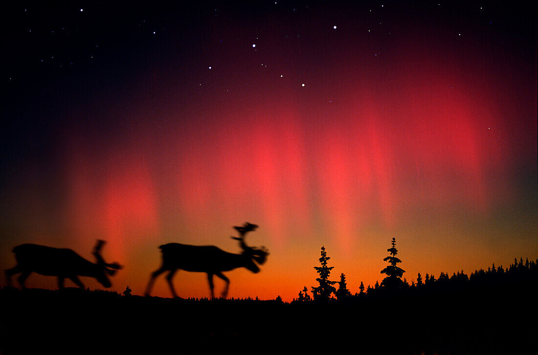 Northern lights above elks and coniferous trees, Lappland, Norway, Scandinavia, Europe