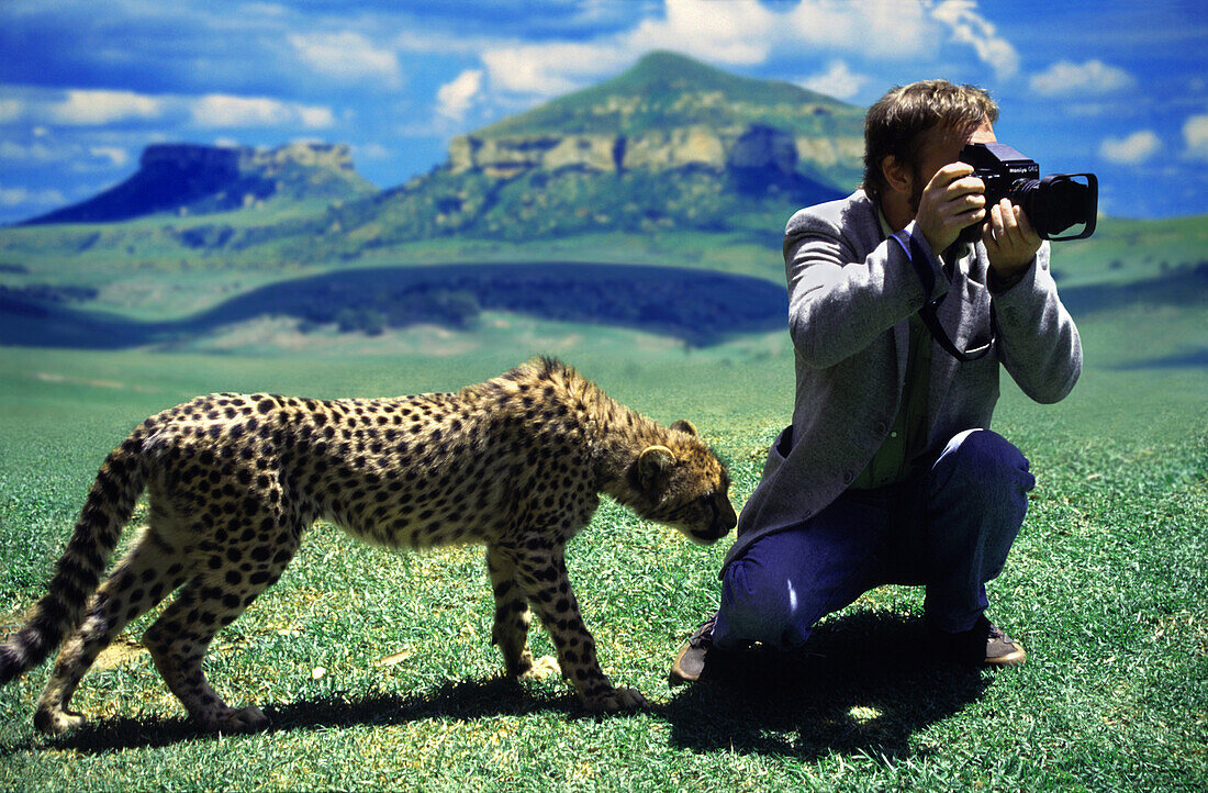 Gepard beschnuppert einen Fotograf mit Kamera, Südafrika, Afrika
