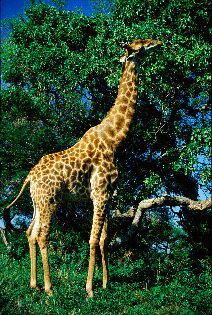 Giraffe frisst Blätter im Kruger Nationalpark, Transvaal, Südafrika, Afrika