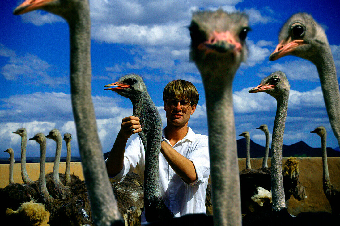 Oudtshoorn ostrich farm, Oudtshoorn, Cape Province Southafrica, Africa