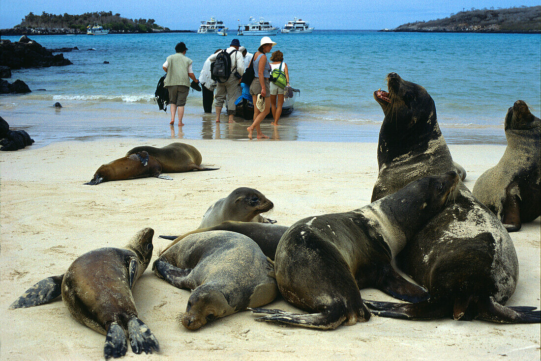 Seelöwen und Touristen an einem sonnigen Strand, Espanola Island, Galapagos, Ecuador, Südamerika, Amerika