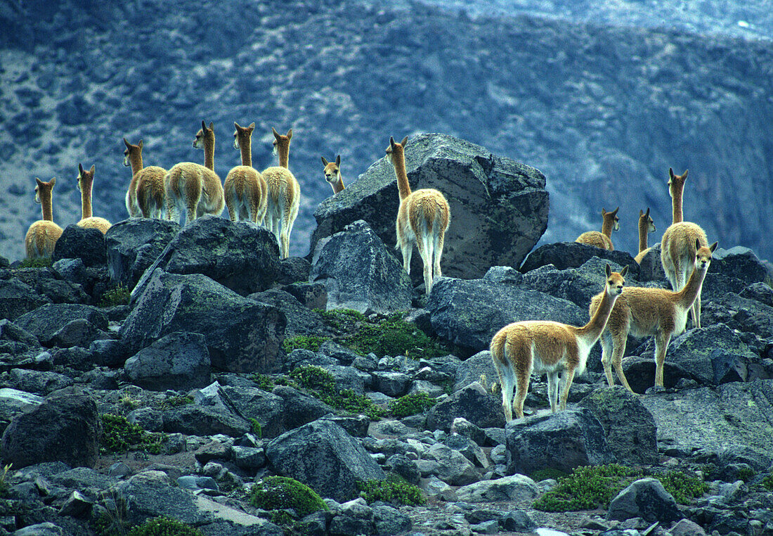 Guanacos beim Vulkan Cotopaxi, Ecuador, Südamerika