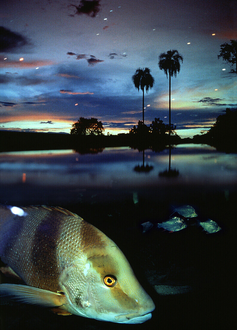Fishes in the Amazon river in the evening, Amazonas, Brazil, South America, America