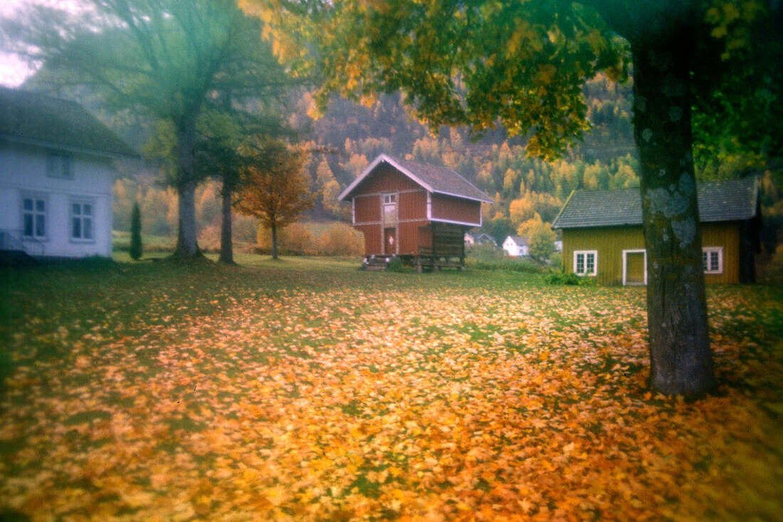Farmhouse and storage under autumnal trees, Hemsedal, Norway, Scandinavia, Europe