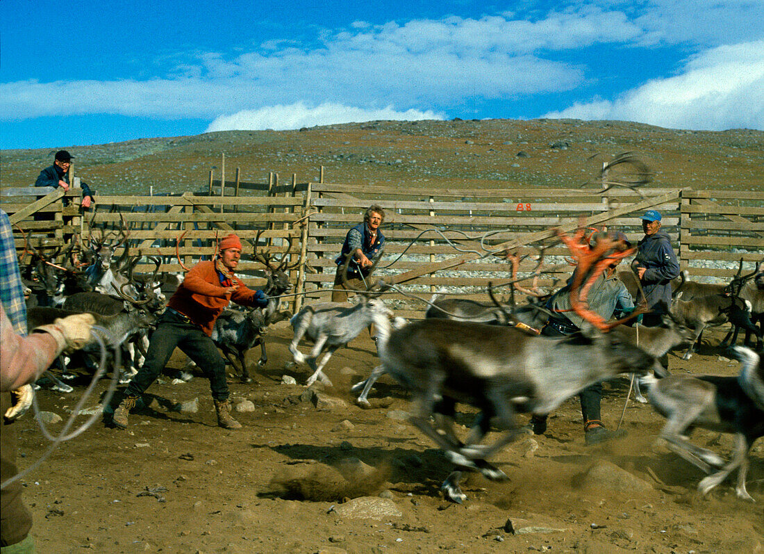 Reindeer roundup, Jotunheimen, Norway Scandinavia