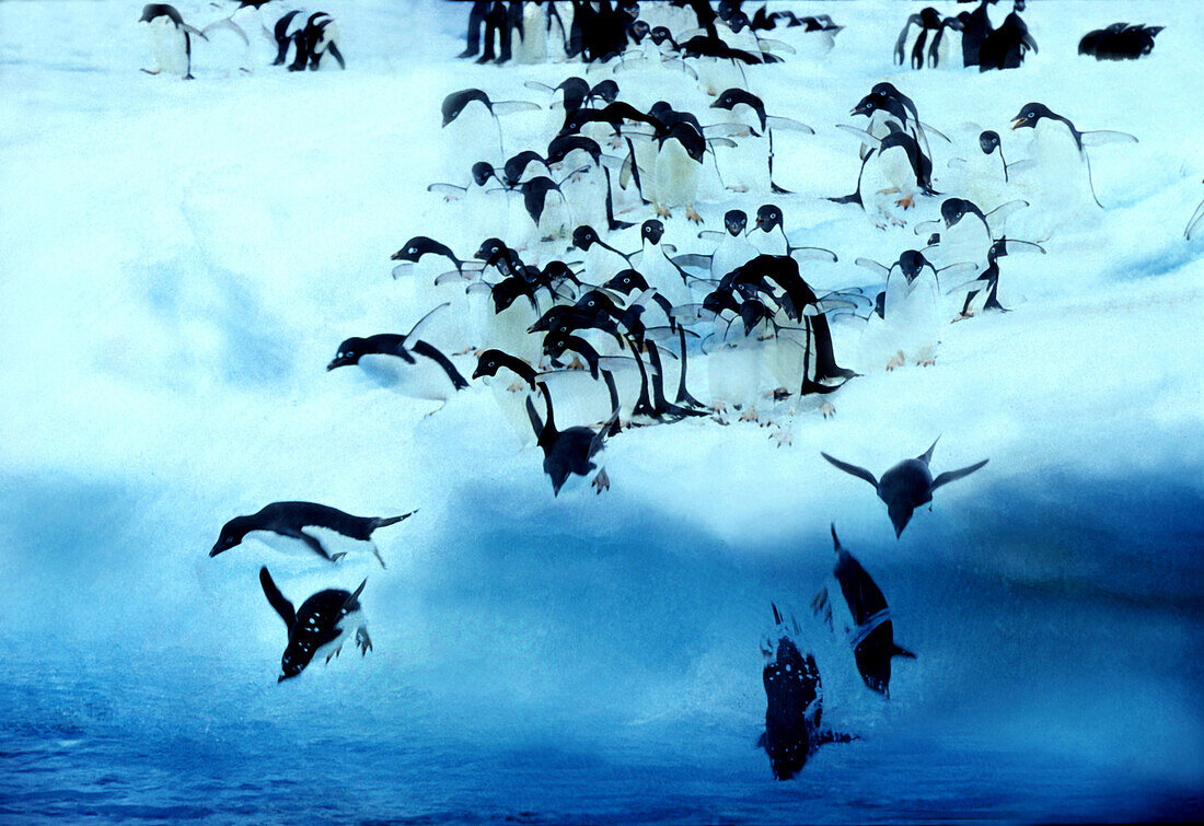 Adelie penguins jumping from iceberg, Paulet Island, Antarctic Peninsula Antarctica