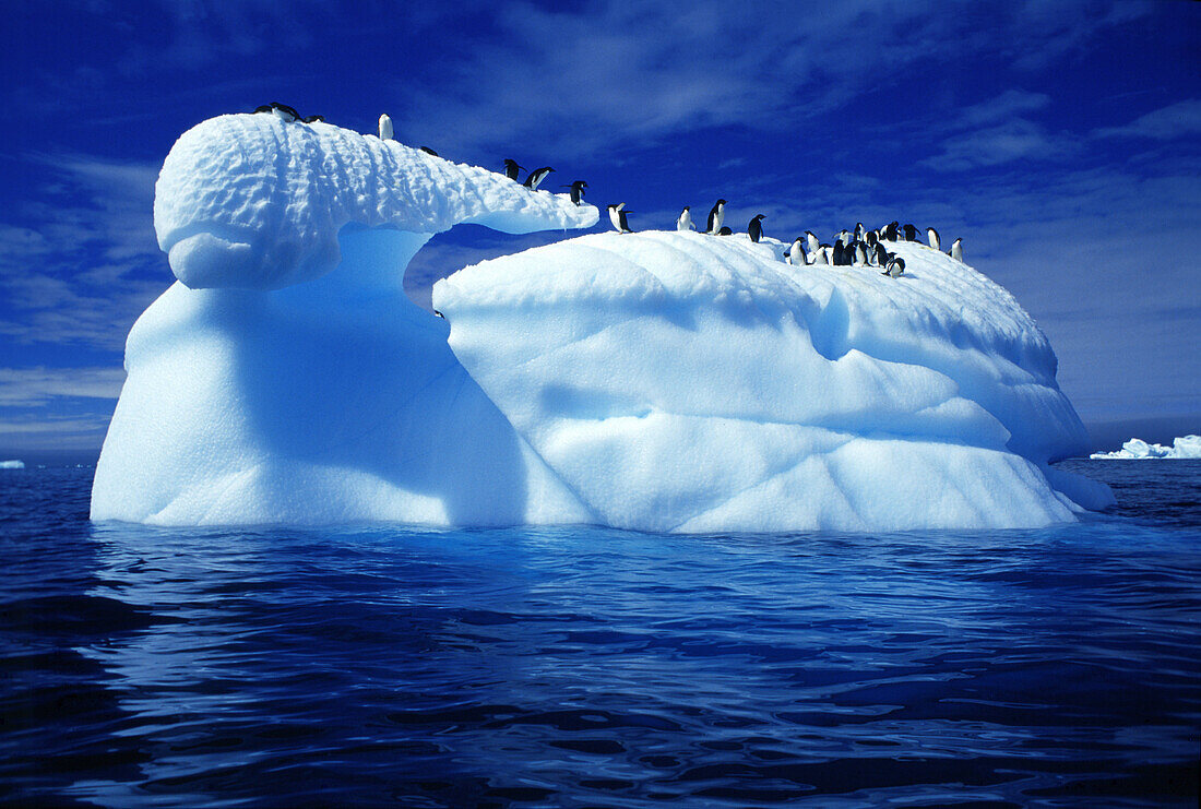 Adelie penguins on an iceberg, Paulet island, Antarctic peninsula, Antarctica