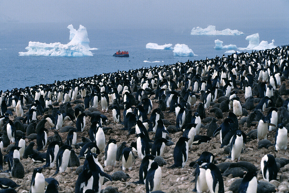 Eine Kolonie Adeliepinguine an der Küste, Paulet Insel, Antarktische Halbinsel, Antarktis