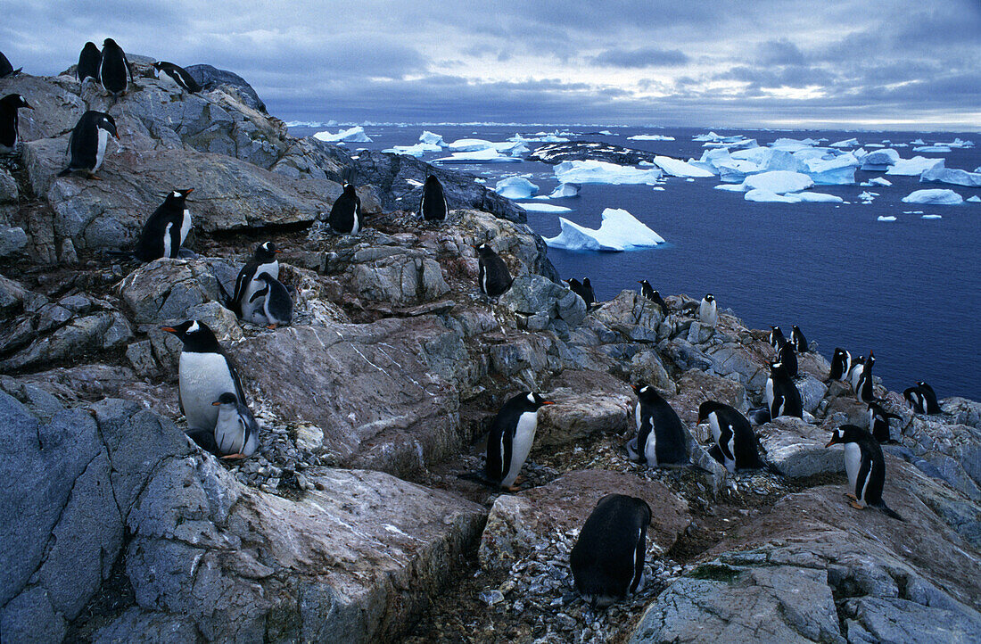 Gentoo penguins breeding on Graham Coast, Graham Land, Antarctic Peninsula Antarctica