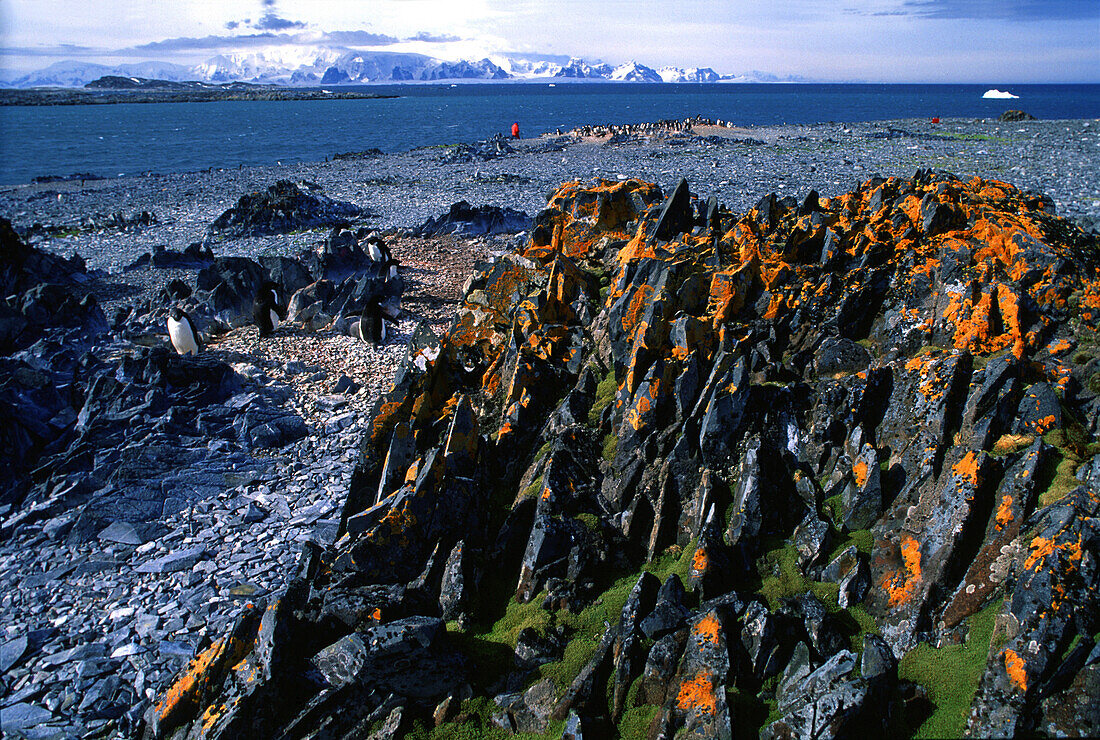 Farbige Flechte auf Felsen an der Küste, Torgersen Insel, Antarktische Halbinsel, Antarktis