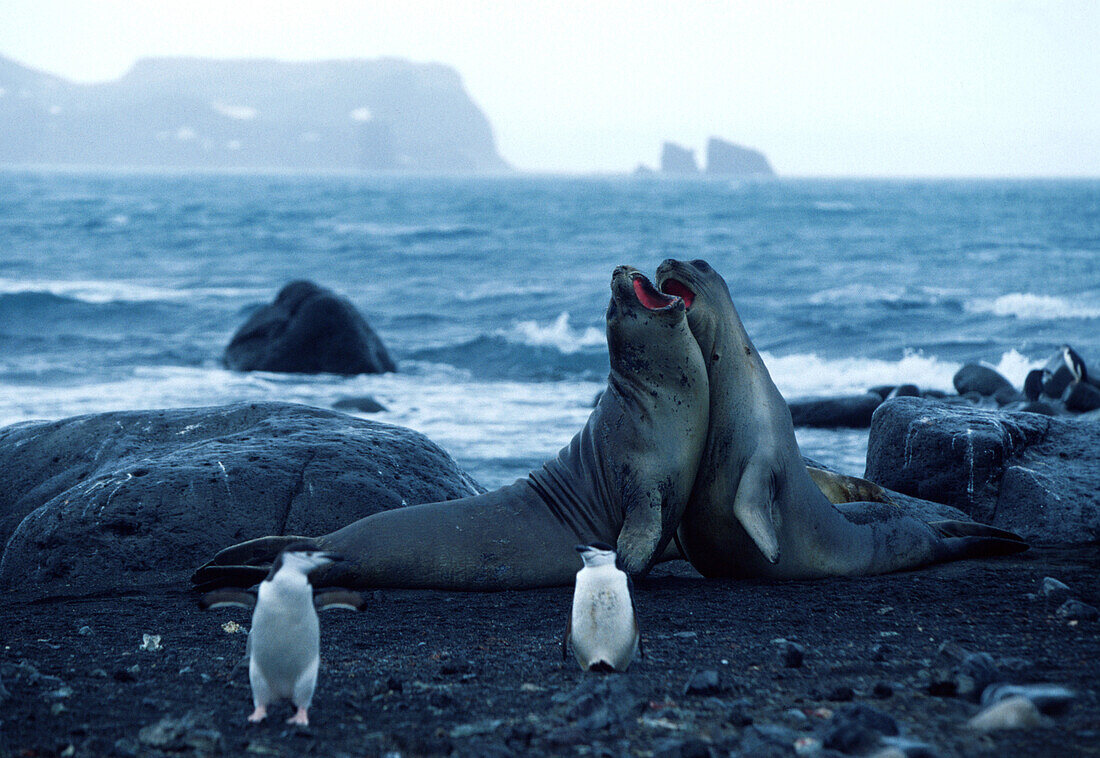 Sea Lions & Penguins, Antarctic Peninsula Antarctica