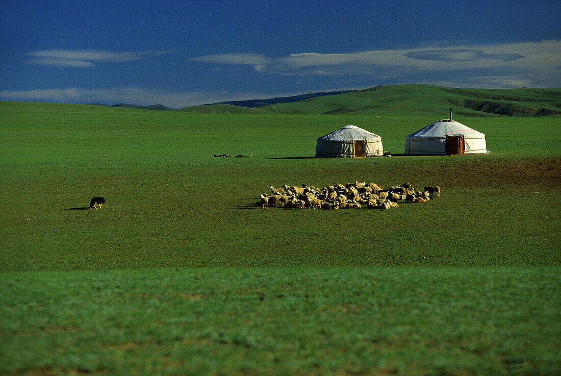 Sheep herd with yurts, Gobi Steppe, Mongolia, Asia