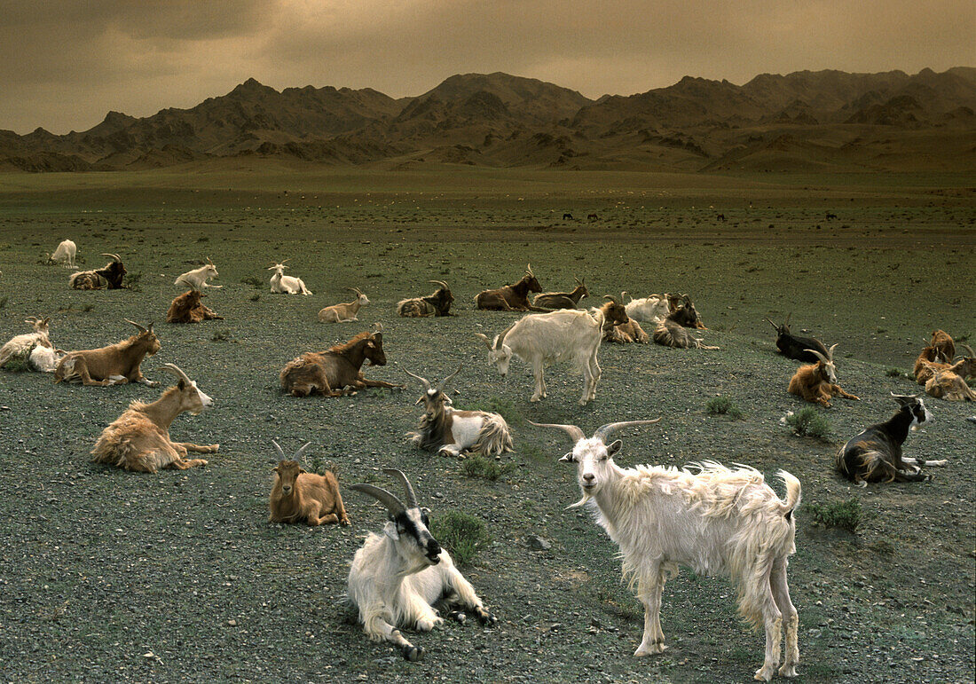 Kaschmir Ziegen in der Wüste Gobi, Mongolei, Asien