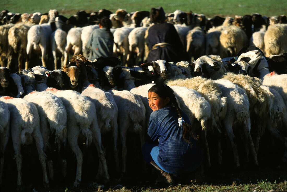 Girl milking sheep, Gobi Steppe, Mongolia Asia