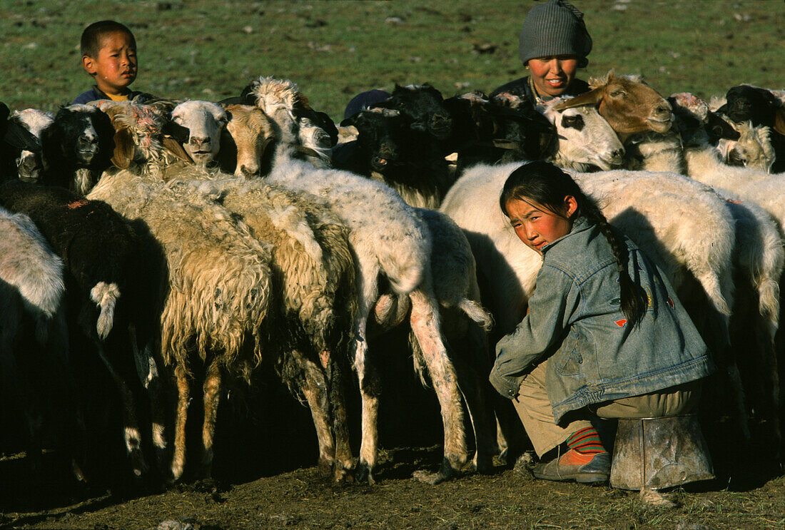 Girl milking sheep, Gobi Steppe, Mongolia, Asia