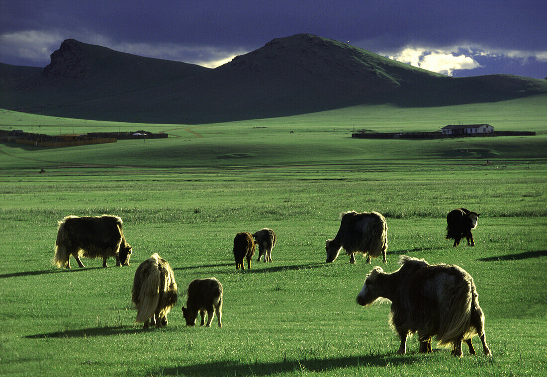 Yak-Herde, Aimak Gebirge, Mongolei, Asien