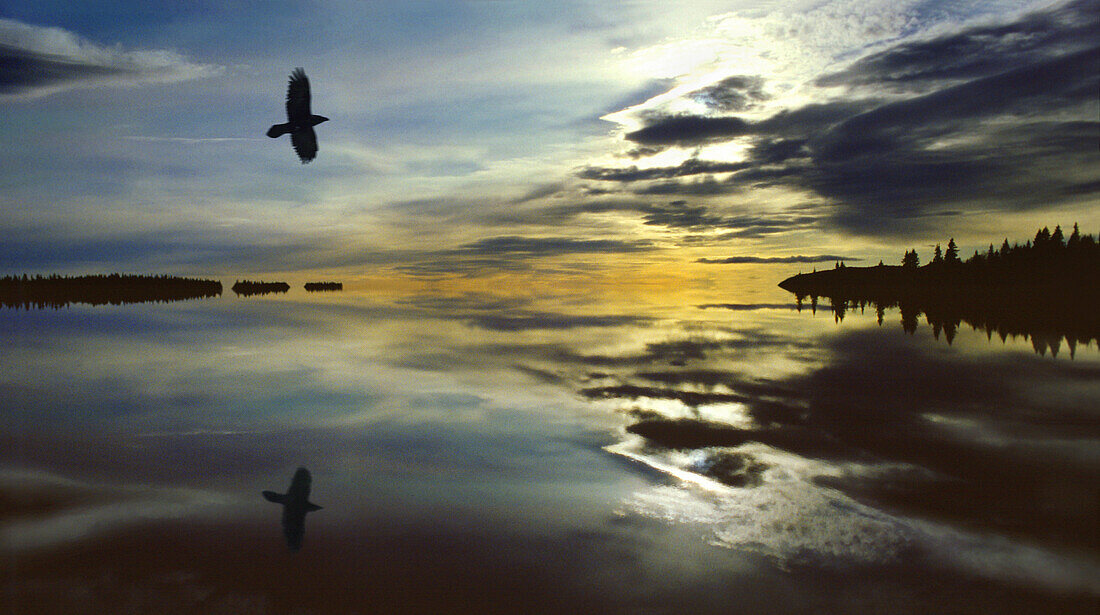 Crow in Lappland, Norway, Scandinavia