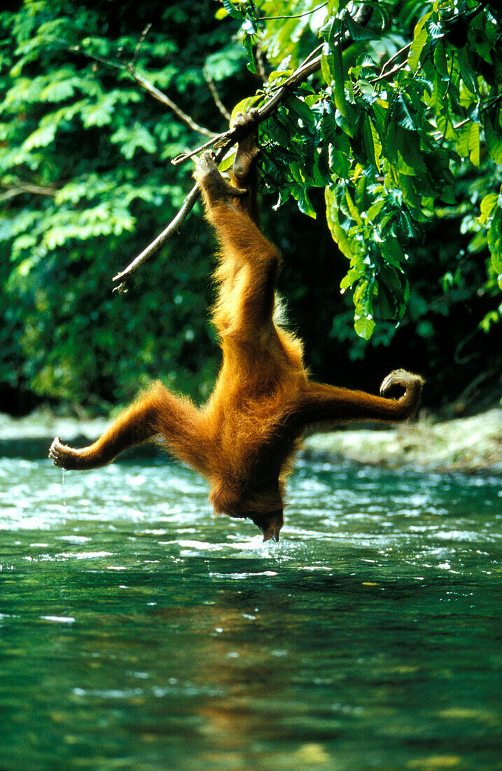 Female orang-utan drinking out of Bohorok River, Gunung Leuser National Park, Sumatra, Indonesia, Asia
