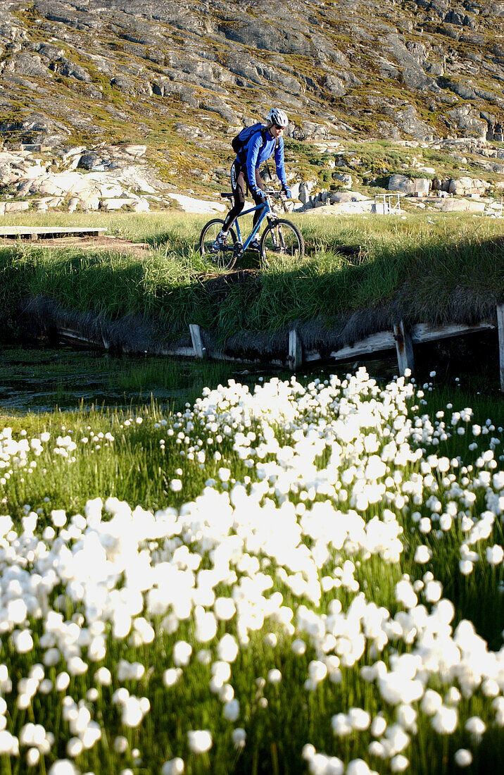 A man mountainbiking near a field full of flowers, Jakobshavn, Ilulissat, Greenland