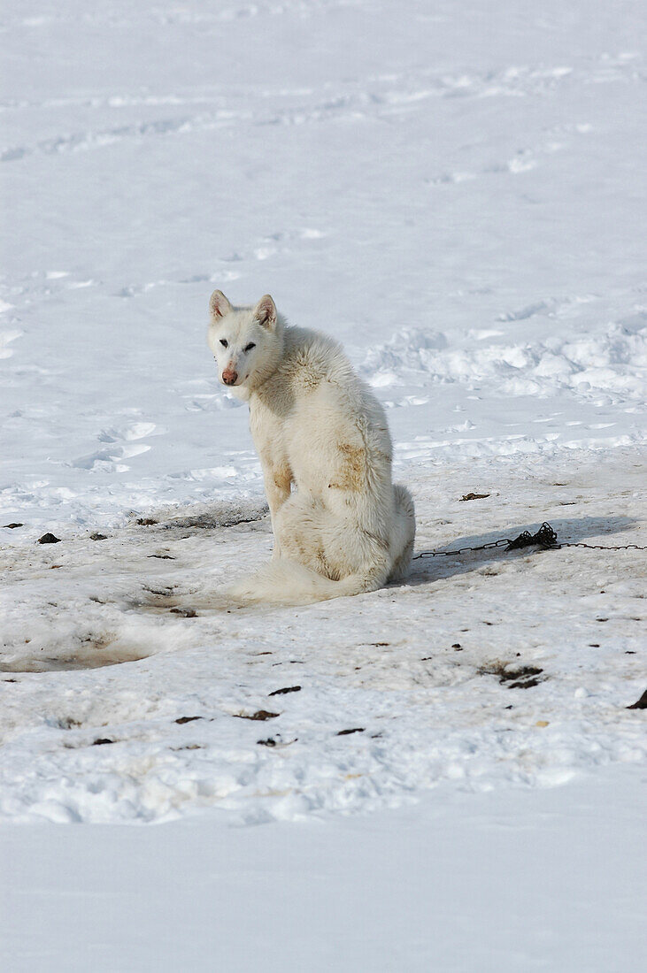 Angebundener Schlittenhund im Schnee, Ilulissat, Grönland