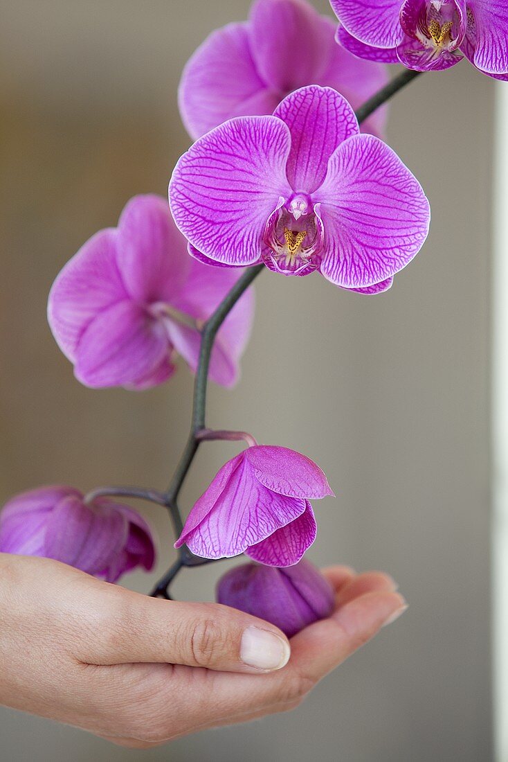 A female hand holding orchid flowers