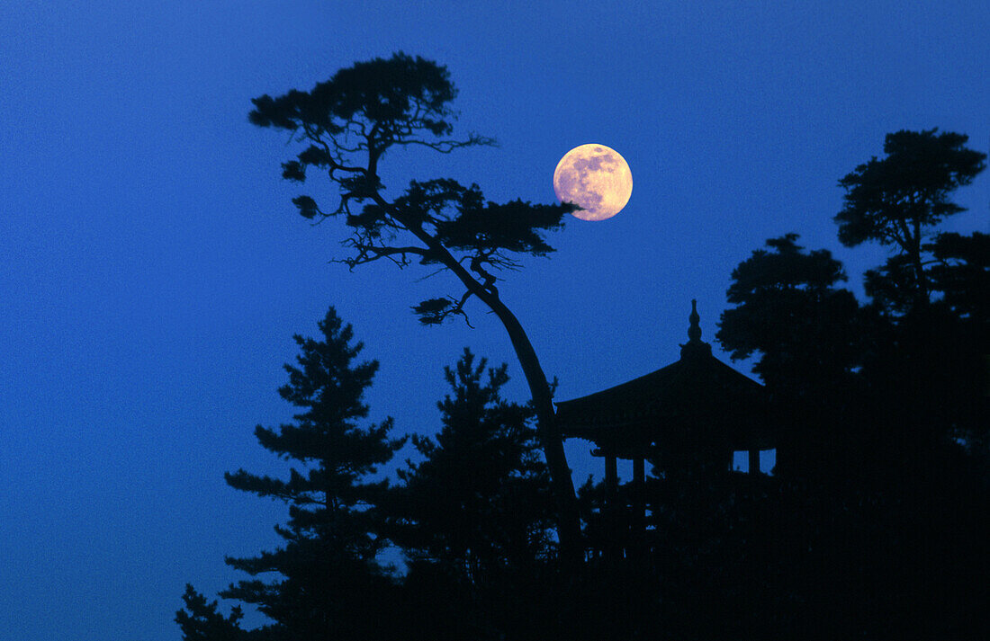 Trees and pavilion at night, Naksan, South Korea, Asia