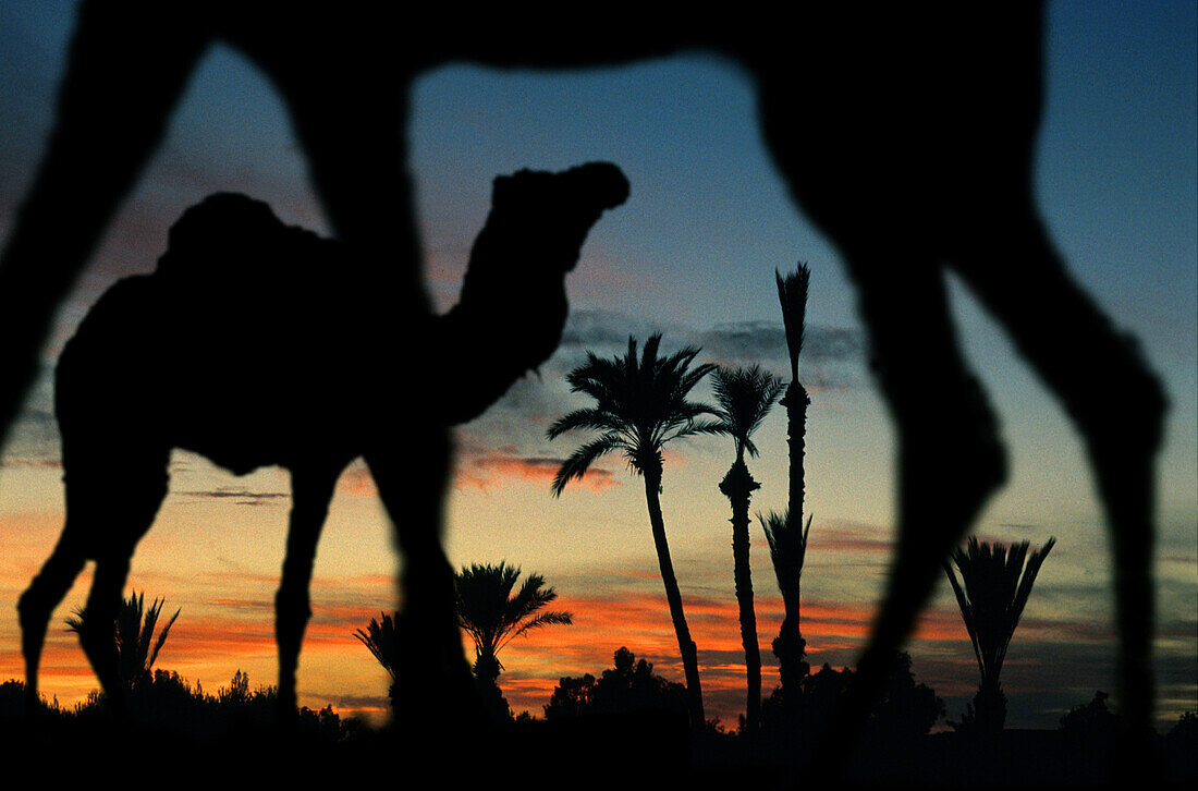 Camels at an oasis at Sahara desert at sunset, Merzouga, Morocco, Africa