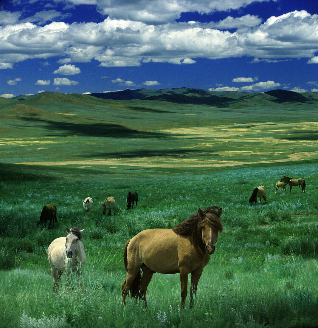 Wildpferde in Mongolischer Steppe, Gobi Steppe, Mongolei, Asien