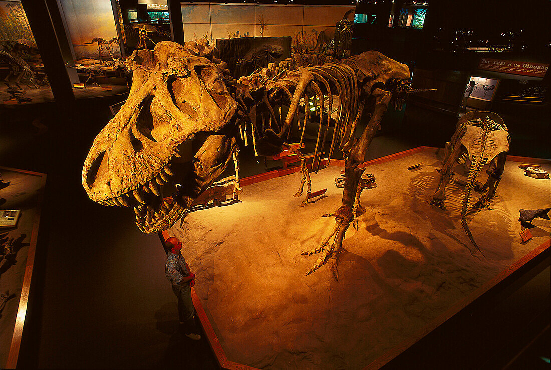 Tyrannosaurus Rex at Tyrell Museum, Drumheller Alberta, Canada