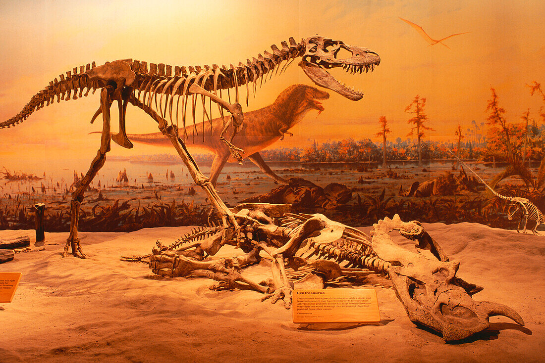 Centrosaurus at Tyrell Museum, Drumheller, Alberta, Canada