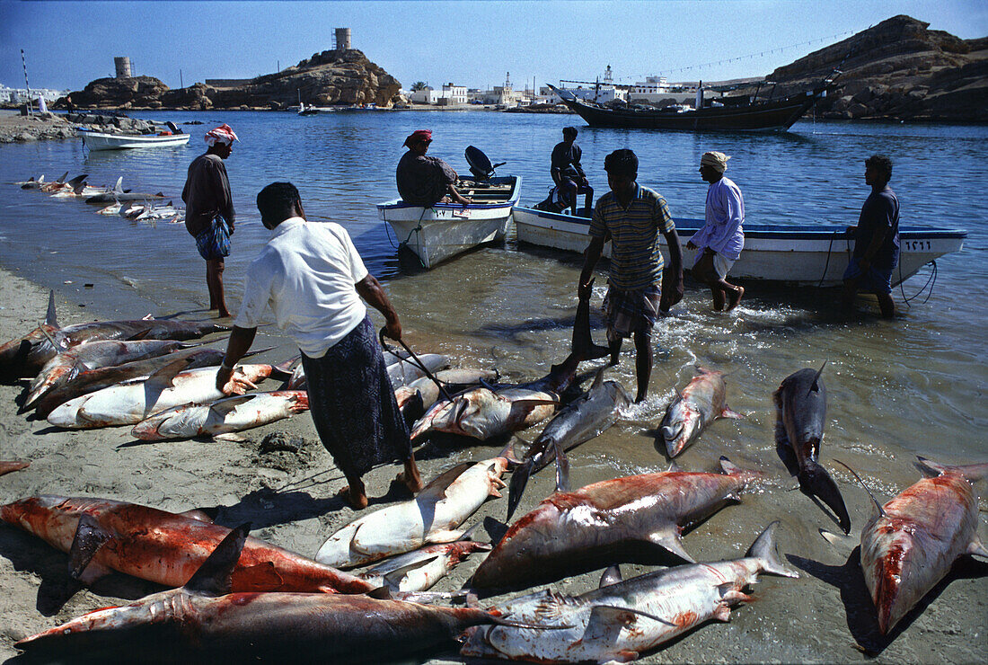 Shark fishing in Sur, Sur, Oman Middle East