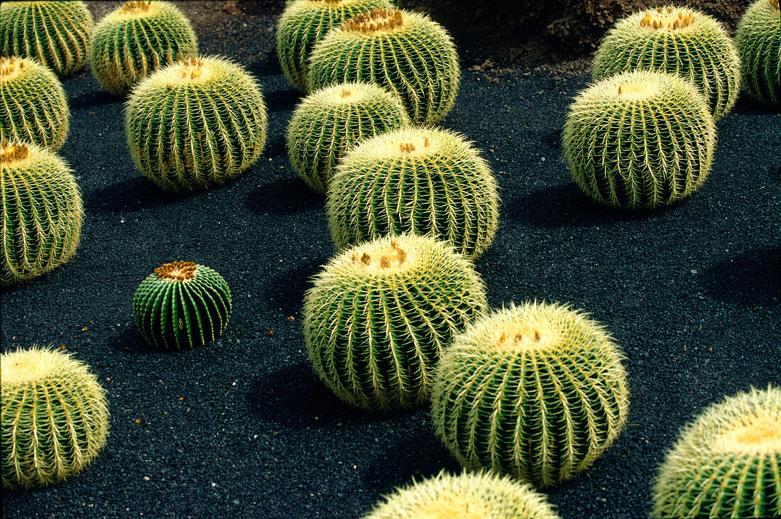 Kaktusgarten, Lanzarote, Kanaren, Spanien
