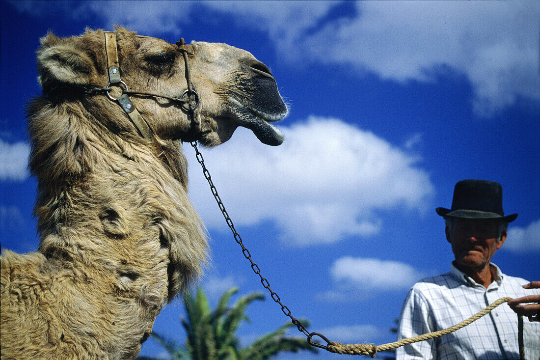 Camels in Teguise, Lanzarote, Canary Islands Spain