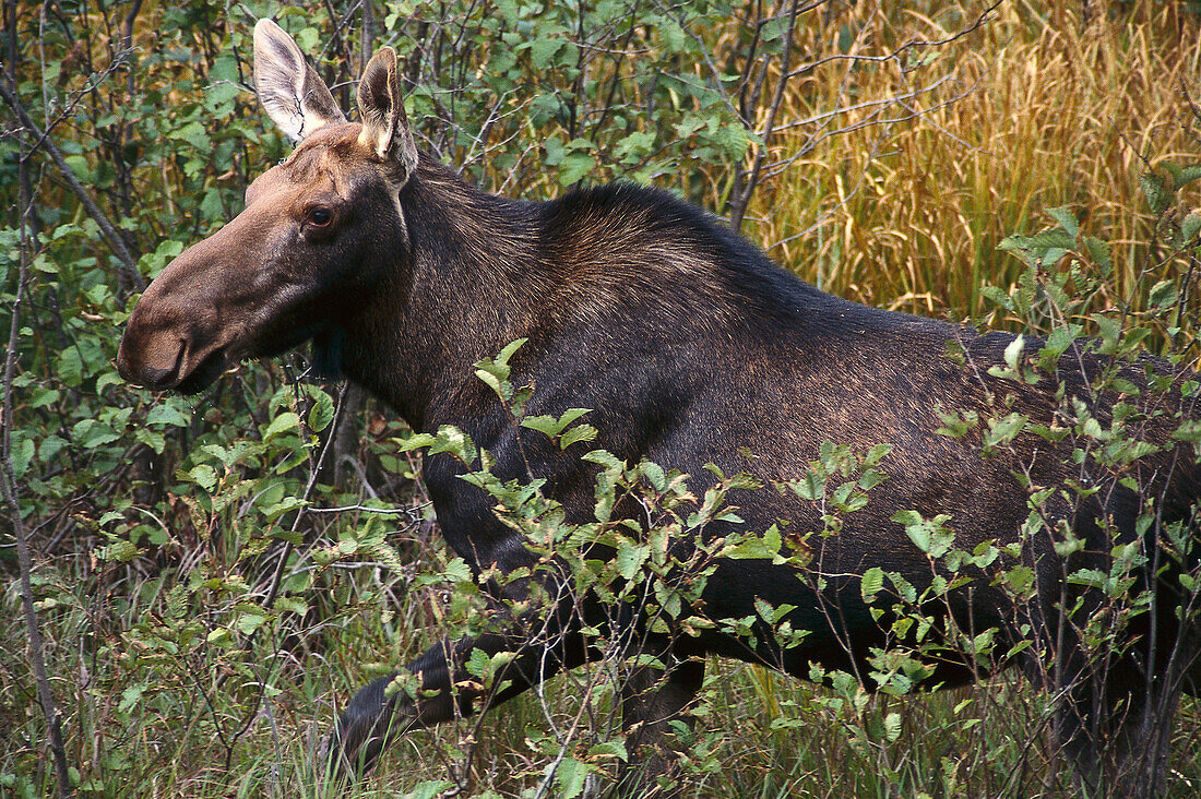 Cow Elk, Algonquin Provincial Park Ontario, Canada