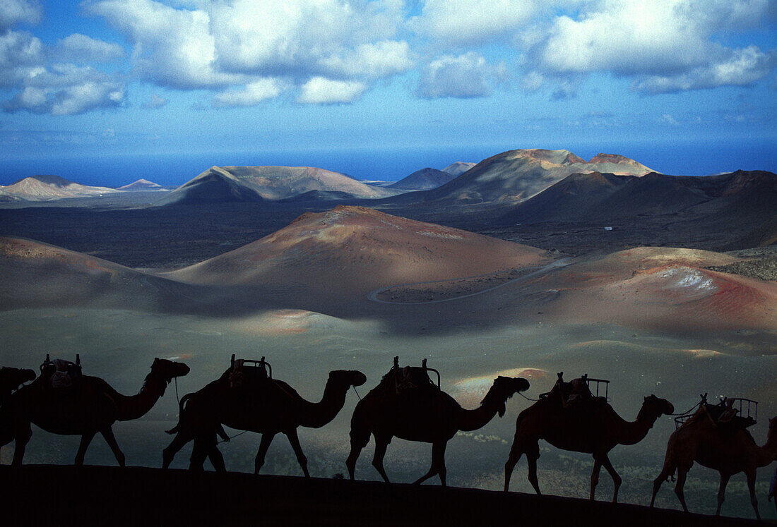 Camel Train in Timanfaya National Park, Lanzarote, Canary Islands, Spain