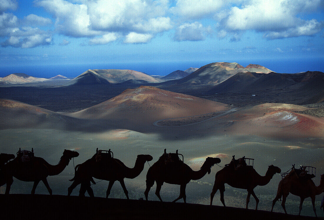 Camels in Timanfaya National Park, Lanzarote, Canary Islands Spain