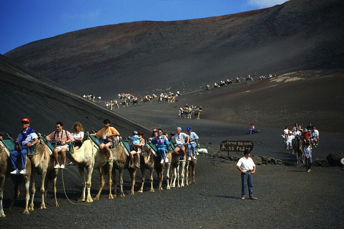 Camels in Timanfaya National Park, Lanzarote, Canary Islands Spain