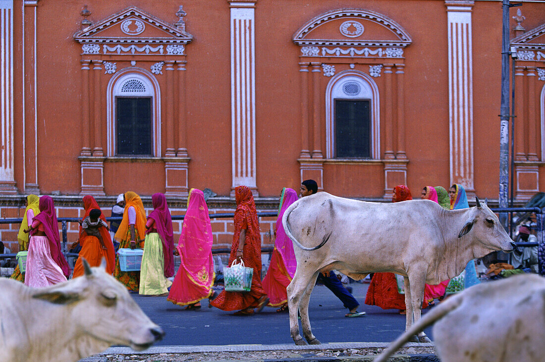 Holy cows in the Pink City, Jaipur, Rajasthan, India, Asia
