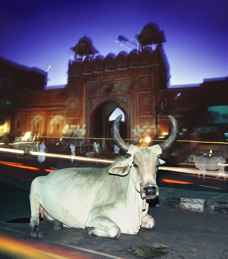 Holy cow in the Pink City, Jaipur, Rajasthan, India, Asia