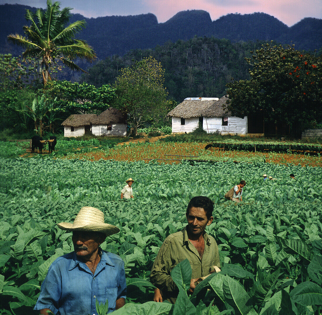 Menschen auf Tabakfeldern im Vinales Tal, Pinar del Rio, Kuba, Karibik, Amerika