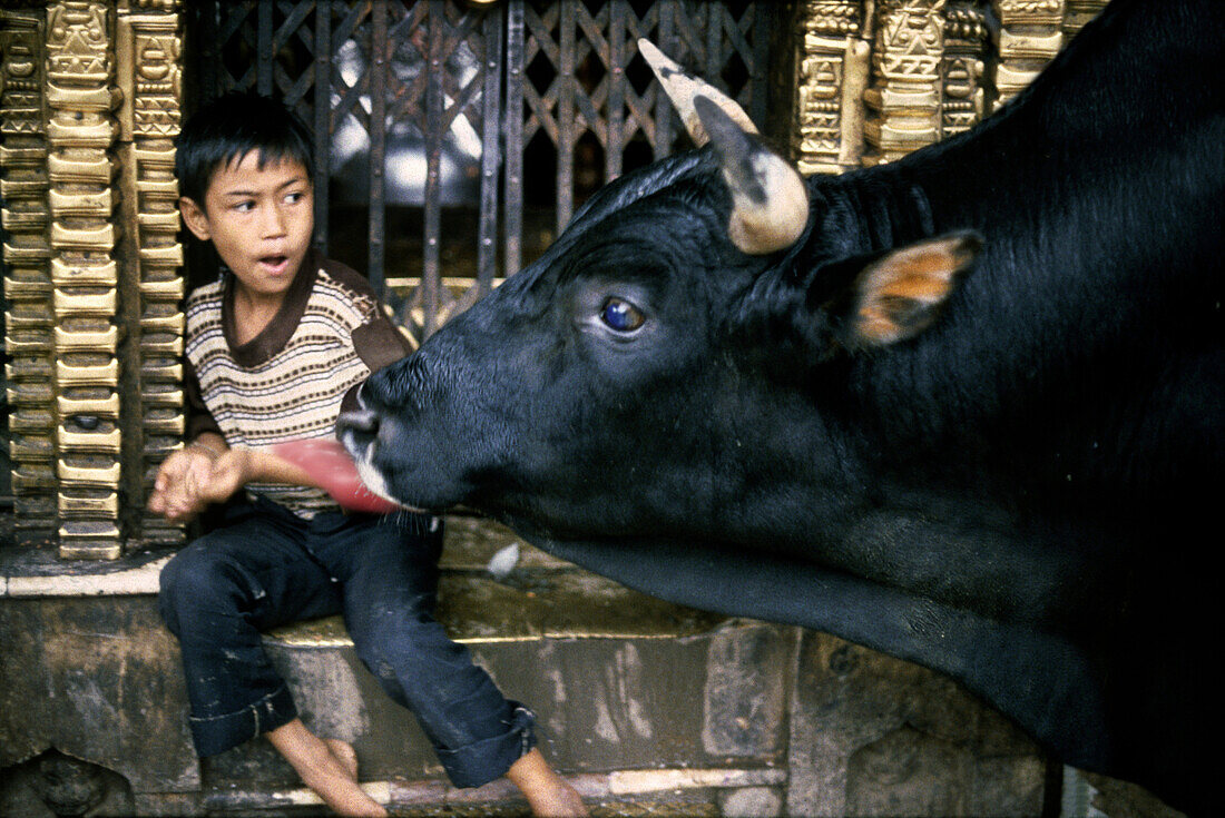 Junge mit heiligem Stier an Tempel, Kathmandu, Nepal, Asien