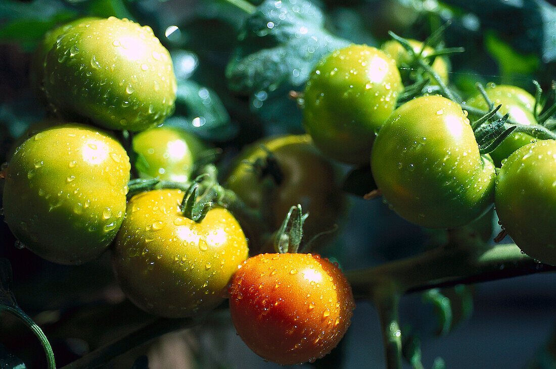 Strauchtomate